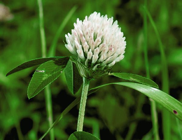 【白花三葉草】一公斤裝-3.jpg