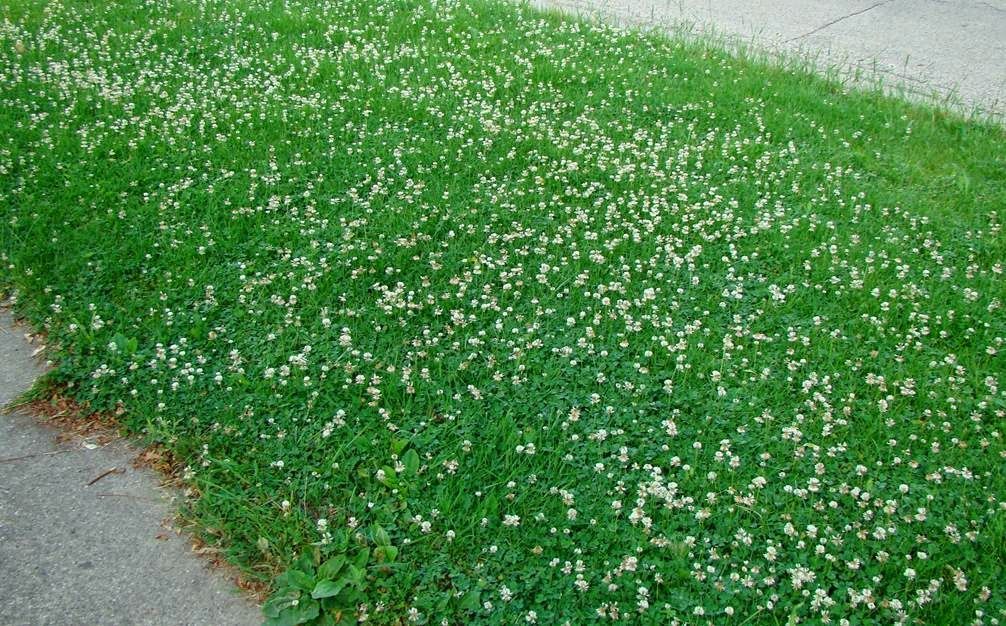 【白花三葉草】一公斤裝-2.jpg